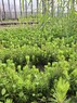 Сеянцы ели обыкновенной или европейской 2-летние с ОКС - изображение продукта