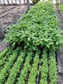 Сеянцы конского каштана обыкновенного - изображение продукта