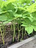 Сеянцы конского каштана обыкновенного - изображение продукта