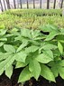 Сеянцы конского каштана обыкновенного - изображение продукта