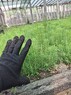 Сеянцы ели обыкновенной или европейской 2-летние с ОКС - изображение продукта