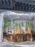 Сеянцы сосны обыкновенной 1-2-летние ЗКС - изображение продукта