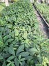 Сеянцы конского каштана обыкновенного - изображение продукта