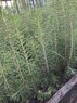 Сеянцы ели обыкновенной или европейской 2-летние с ОКС - изображение продукта