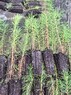 Сеянцы сосны обыкновенной 1-2-летние ЗКС - изображение продукта
