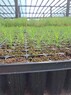 Сеянцы сосны обыкновенной 1-2-летние ЗКС - изображение продукта