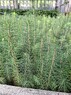Сеянцы ели обыкновенной или европейской 2-летние с ОКС - изображение продукта