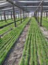 Сеянцы сосны обыкновенной 1-летние с ОКС - изображение продукта