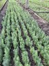 Сеянцы ели обыкновенной или европейской 2-летние с ОКС - изображение продукта